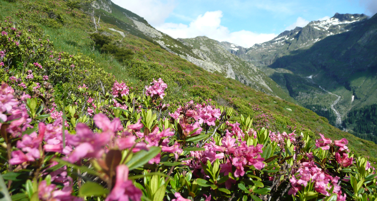 Alpenrosen